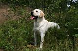LABRADOR 1238